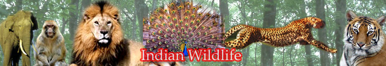Indian Wild Life